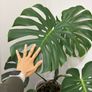 indoor plant Image 3