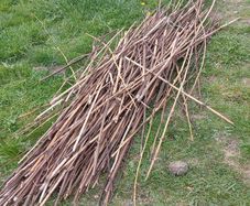 bamboo