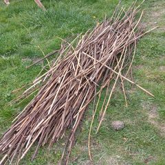 bamboo