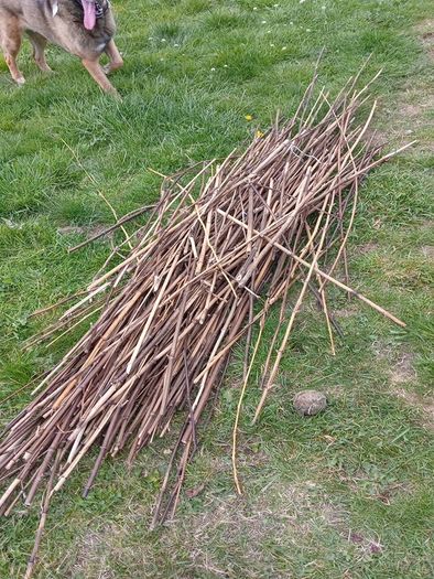 bamboo