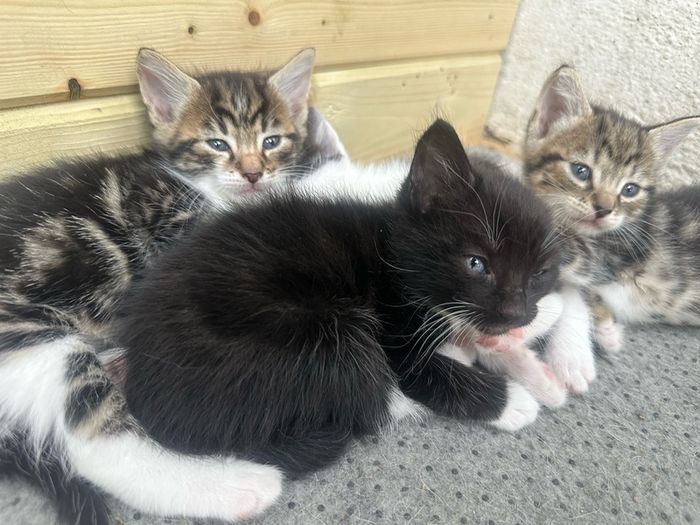 Kittens for adoption