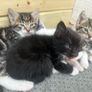 Kittens for adoption Image 2