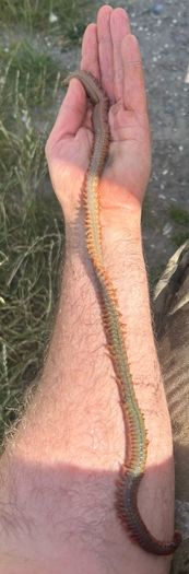 Live & frozen baits