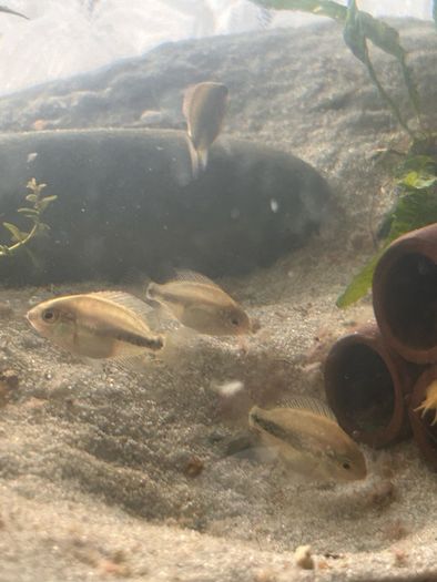 4 veija synspillum