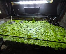 Duckweed,Frogbit floating plants