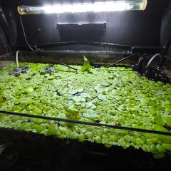 Duckweed,Frogbit floating plants