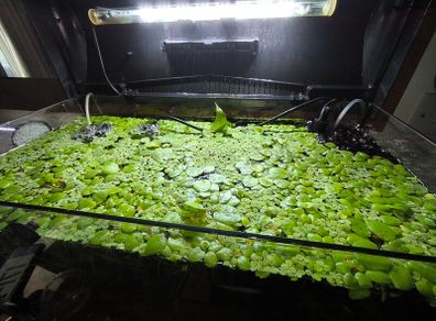 Duckweed,Frogbit floating plants