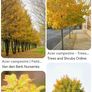 ACER Campestre Mature Tree Image 2