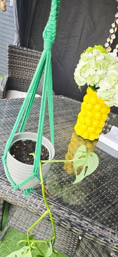 Monstera adansonii - Monkey