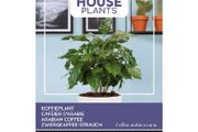 (C) Buzzy Coffee seeds Arabica 2.5g (840114)
