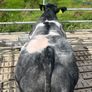 2 show calves for sale Gortatlea Mart 7.30pm. Image 7