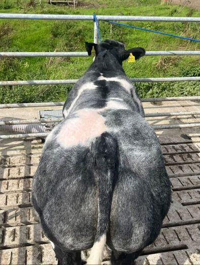 2 show calves for sale Gortatlea Mart 7.30pm.