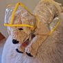 dog cloth Image 2