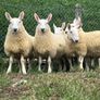 Sheep Cheviot ewe lambs Image 4