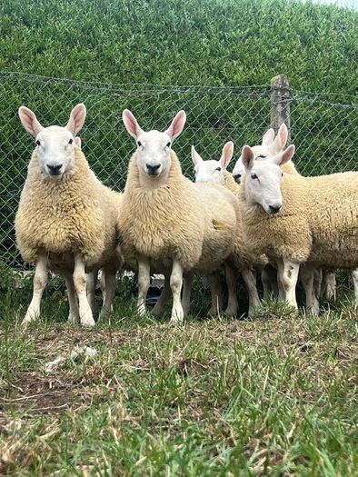 Sheep Cheviot ewe lambs