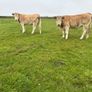 Organic Charolais breeding heifers Image 9