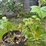 Raspberry plants Image 4