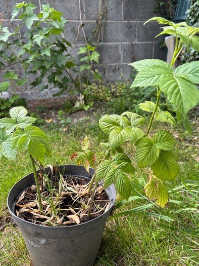 Raspberry plants