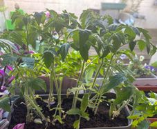tomato plants for sale