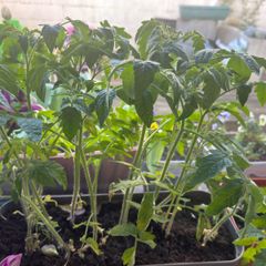 tomato plants for sale
