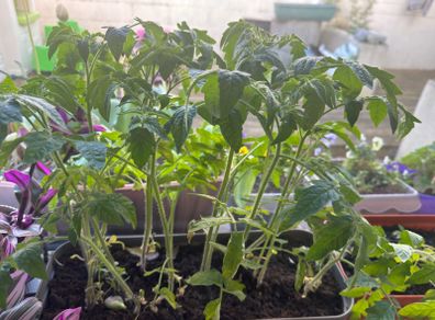 tomato plants for sale