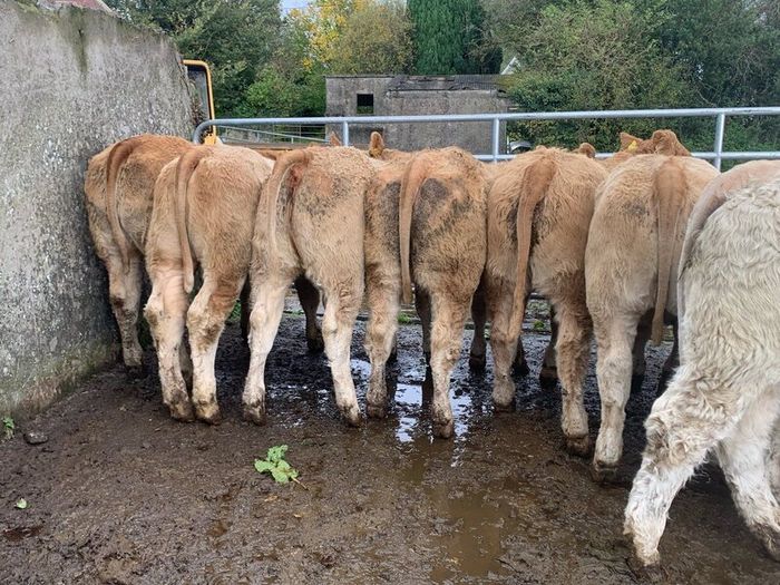 35 super 380kg charlaois heifers