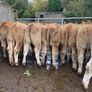 24 super 380kg charlaois heifers Image 3
