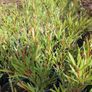 Flowering Shrubs, Two Euros Image 10