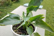 Zantedeschia aethiopica - Arum-lily