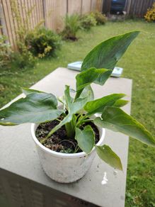 Zantedeschia aethiopica - Arum-lily