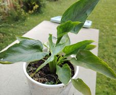 Zantedeschia aethiopica - Arum-lily