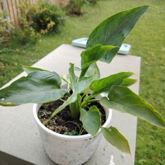 Zantedeschia aethiopica - Arum-lily