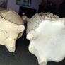 2 Capodimente vase price for both Image 3