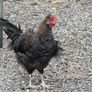Olive Egger and easter egger Rooster for sale Image 7
