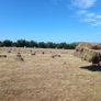 Hay Image 2