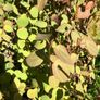 Cercidiphyllum japonicum, Katsura tree Image 2