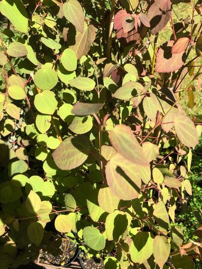 Cercidiphyllum japonicum, Katsura tree