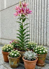 Tree Lily