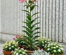 Tree Lily