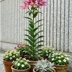 Tree Lily