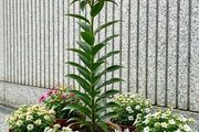 Tree Lily SALE