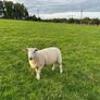 Top quality hogget ewes Image 7