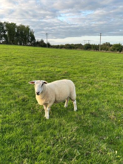 Top quality hogget ewes
