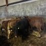 Organic Wealings Image 2