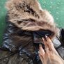 superDry Jacket Size 10Uk, (14-15yrs) Image 3