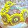 Corals Image 4