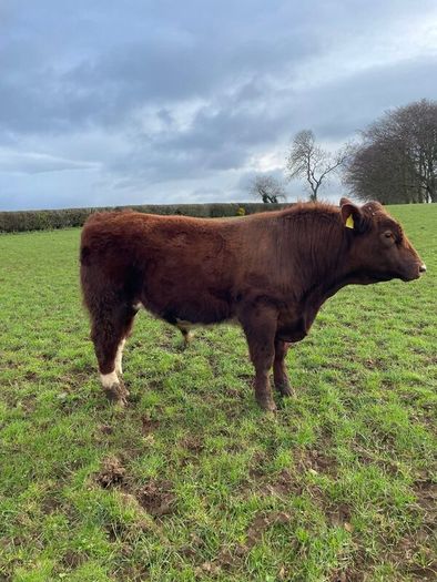 Shorthorn pedigree bull
