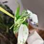 Epipremnum Pinnatum Marble Image 2