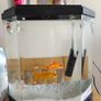 fish and aquarium Image 2