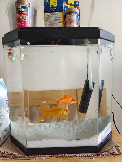 fish and aquarium
